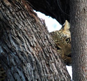 Ndzutini female leopard at Silvan Safari 