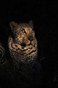 Hukumuri male leopard at Silvan Safari