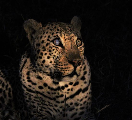 Hukumuri male leopard at Silvan Safari