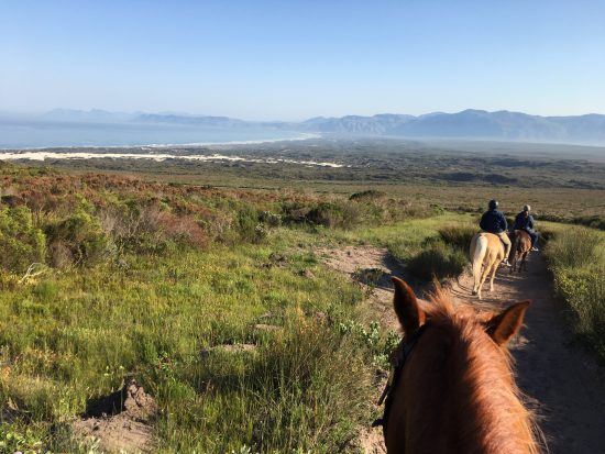 Promenade à cheval à Grootbos