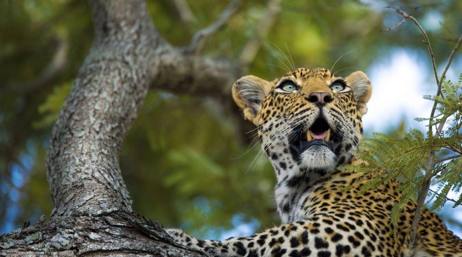 Observa leopardos en la reserva de caza Sabi Sand