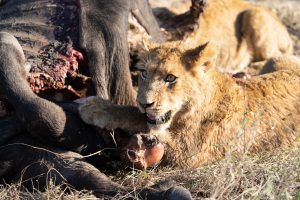 Lion cubs at Silvan Safari