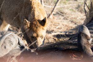 Lion on buffalo carcass at Silvan Safri