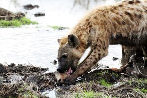Hyena using the water puddles to get the meat off the bone