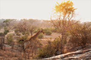 Giraffe at Sunrise at Silvan Safari 