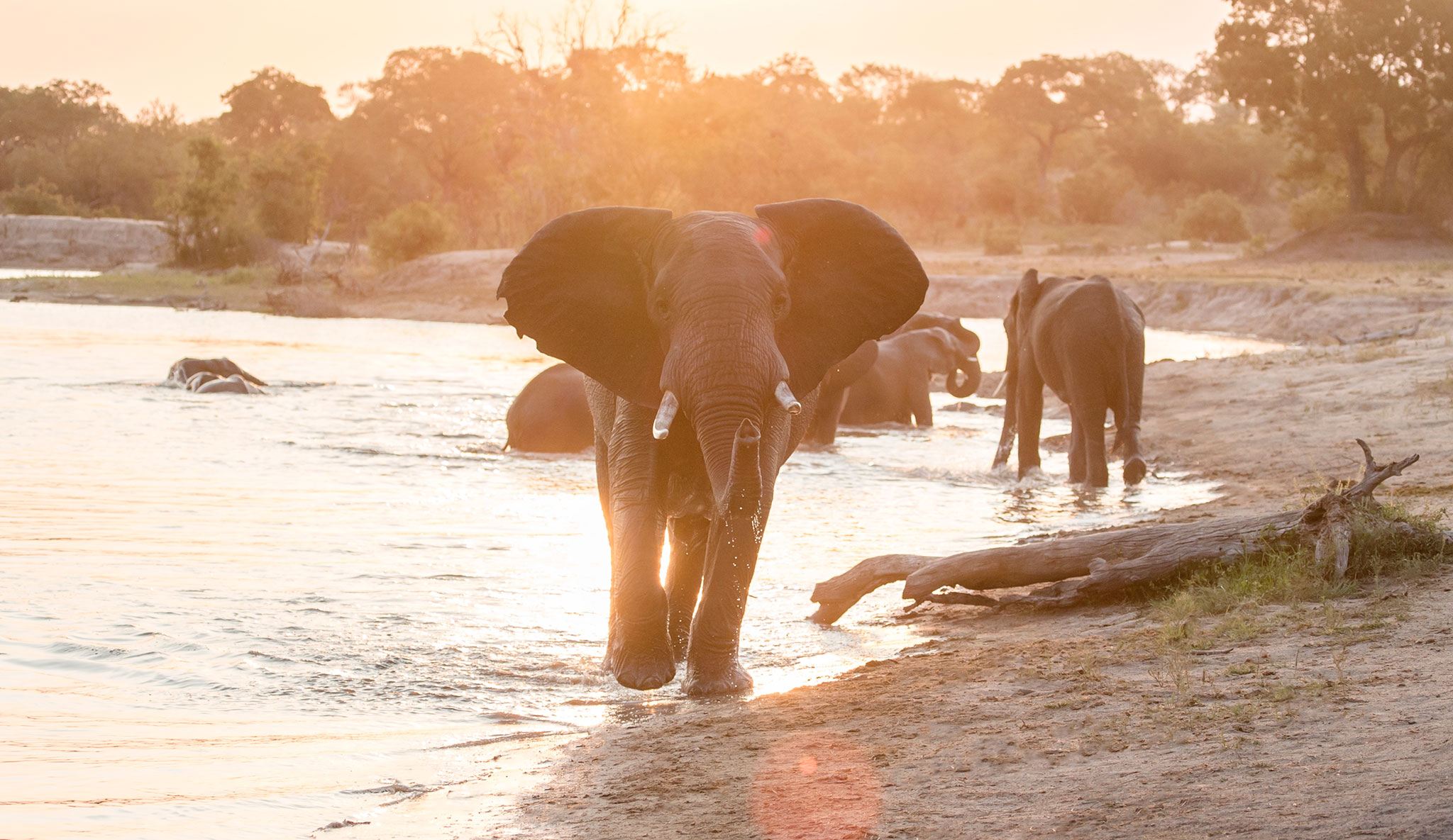 Majestuoso elefante en una fuente - calendario de África