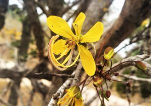 The golden Cassia flower at Silvan Safari