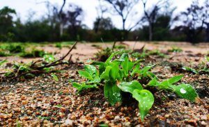 New growth coming through at Silvan