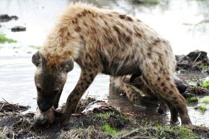 Hyena taking control of the wild dog kill at Silvan