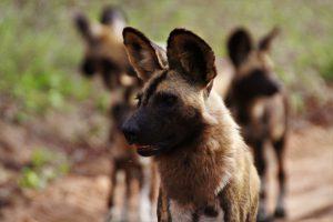 Wild dogs at Silvan Safari