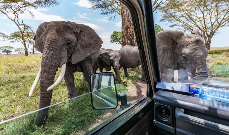 When is the best time to visit Tanzania - elephants close to a game drive vehicle