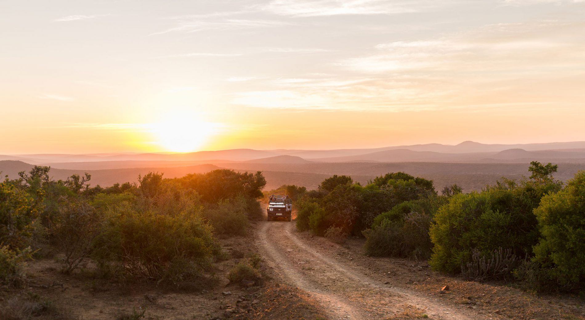 Kwandwe sunrise game drive