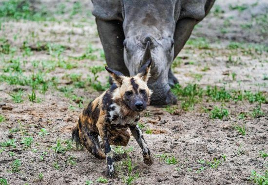 rhino pushing the wild dogs back at Silvan Safari