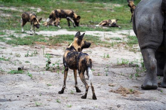 Wild dogs and rhinos at Silvan