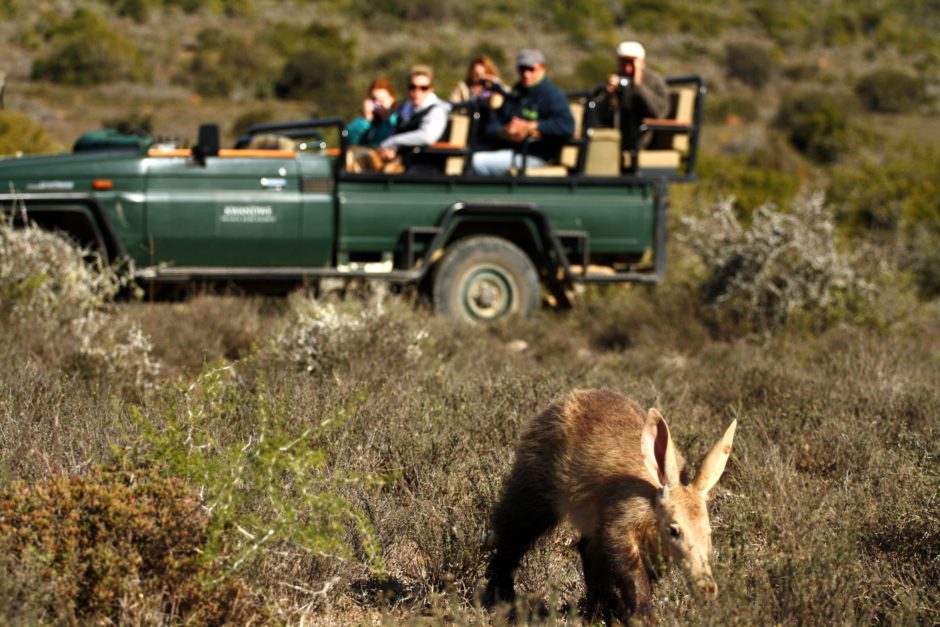 Aardvarks in Kwandwe - an amazing sighting