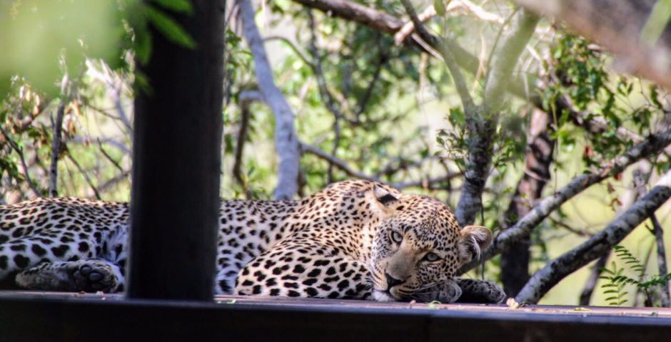 David being watched by Tiyani while working at Silvan during lockdown