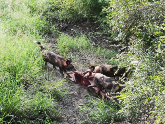 wild dogs kill inside the camp at Silvan