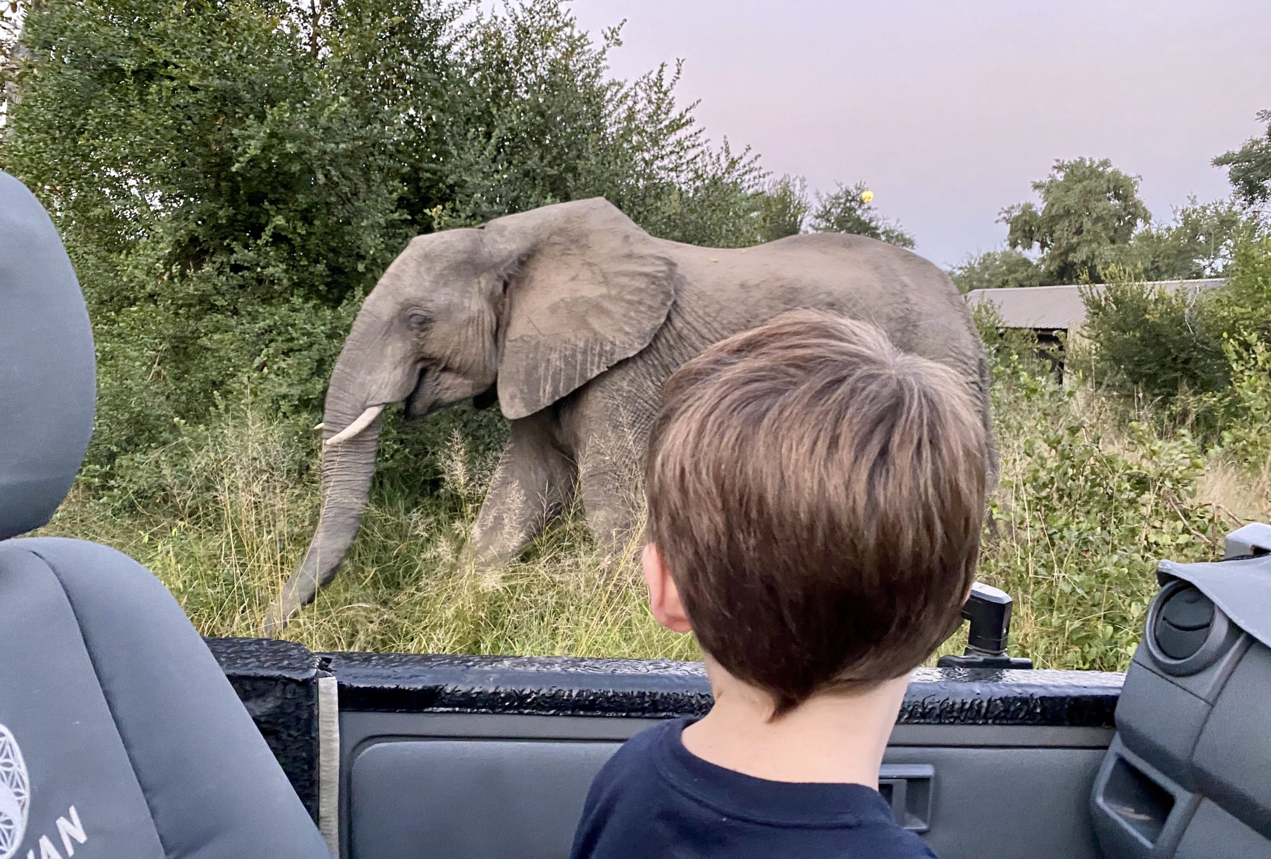 Michael admitting an elephant at Silvan while under lockdown