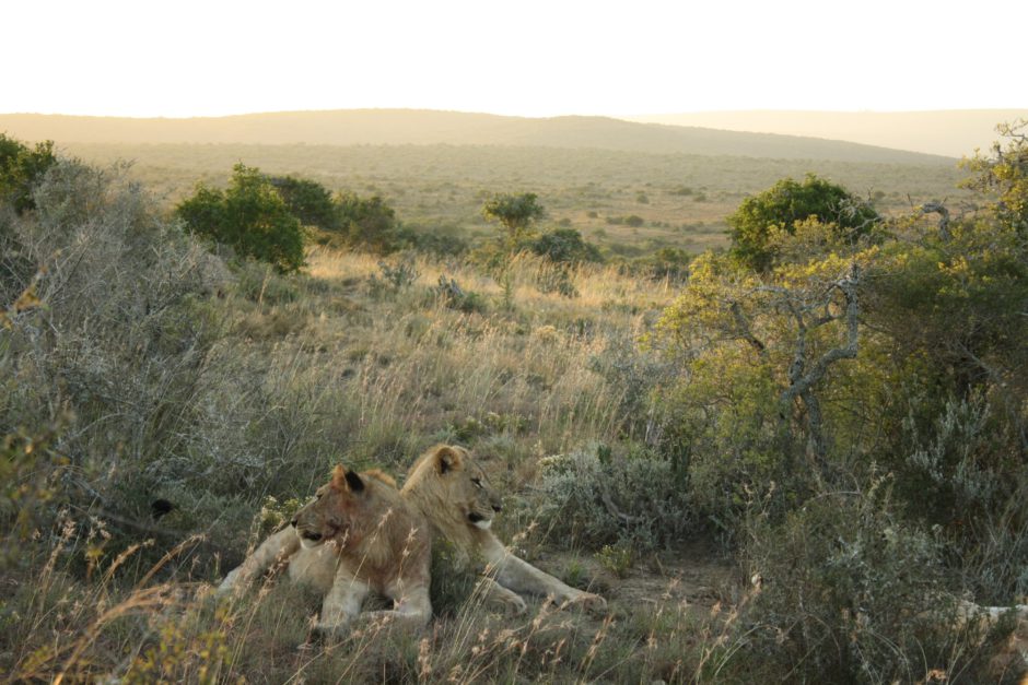 Lions showing off Kwandwe's expensive landscapes