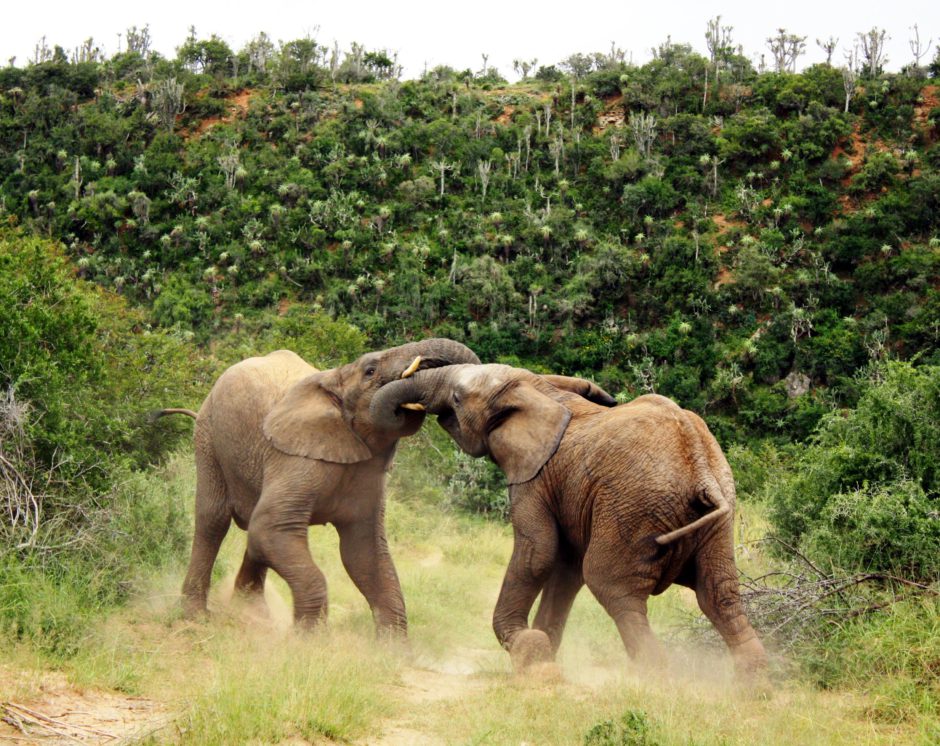 Elephants playing in Kwandwe