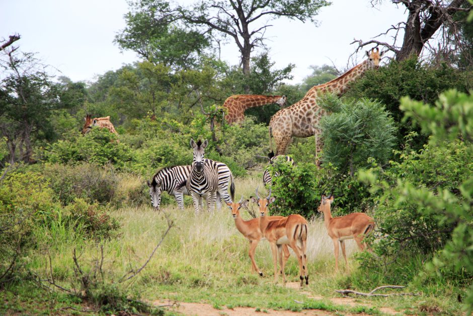 Plains game at Senalala Safari Lodge