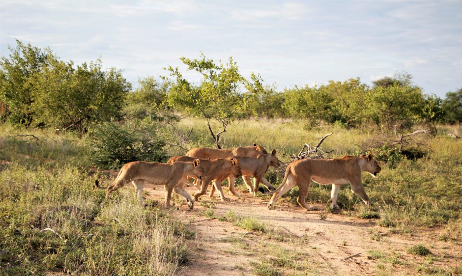 Pride of lions on the move at Senalala Safari Lodge