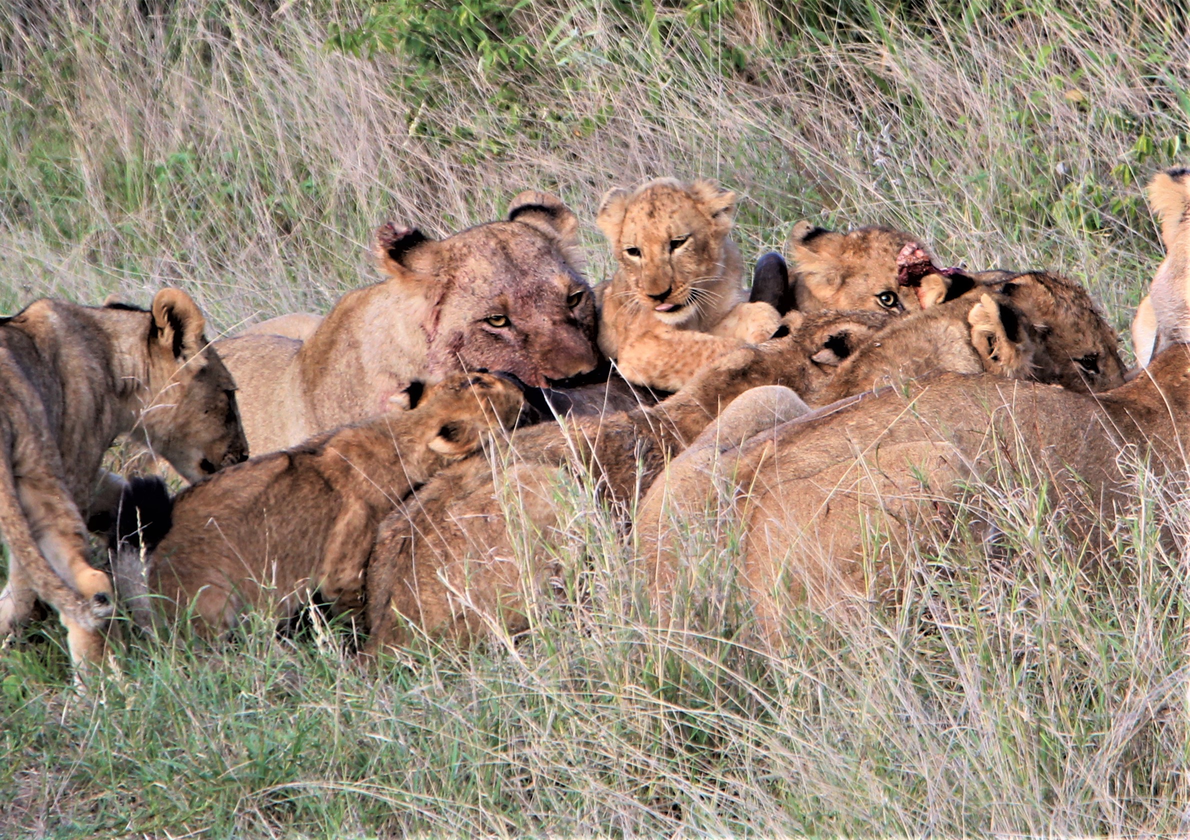 lionesses and cubs feeding on a kill