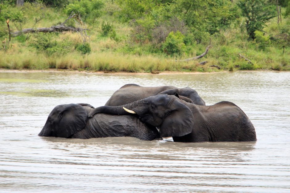 Elephants playing in the water at Klaserie Game Reserve