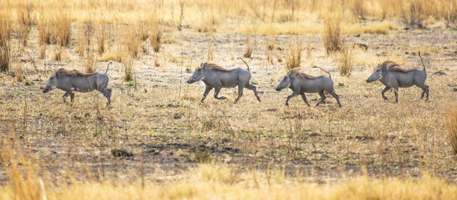 A line of Warthogs at Senalala Safari Lodge