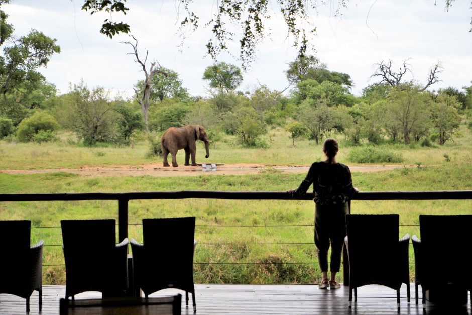 Un elefante sediento en la charca de agua privada de Senalala