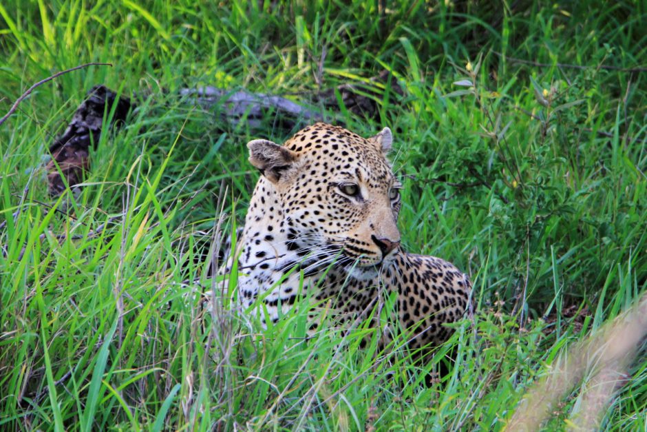 Leopard in the bush