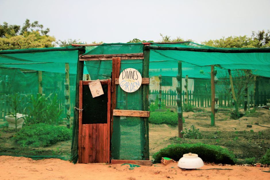 Nourish Community Garden with lots of vegetables and herbs