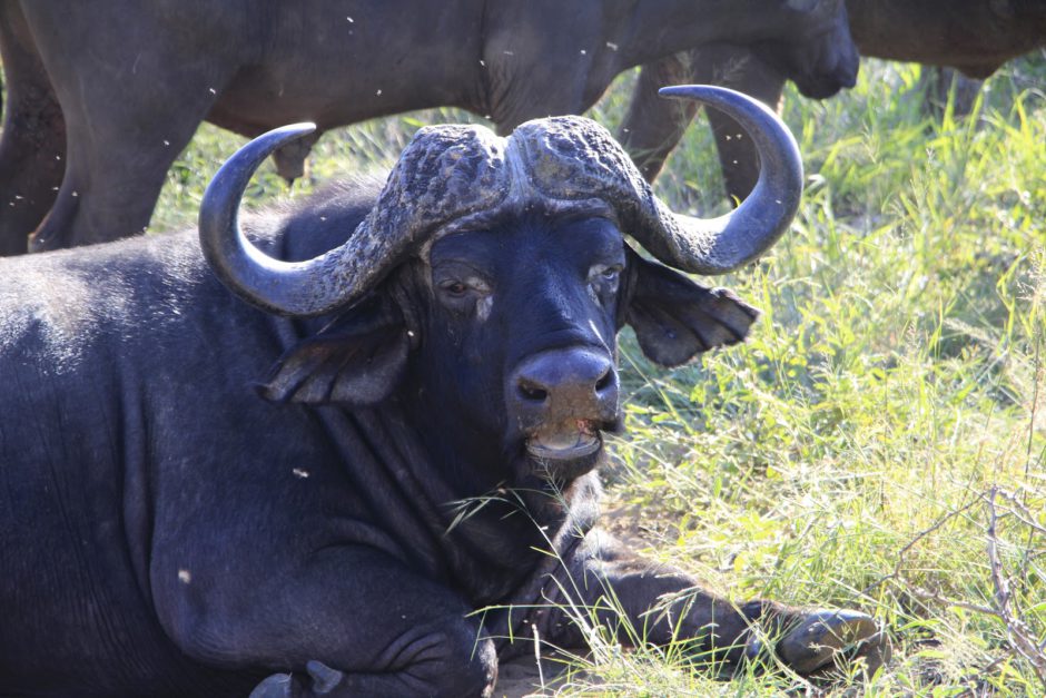 Buffalo in Thornybush Game Reserve