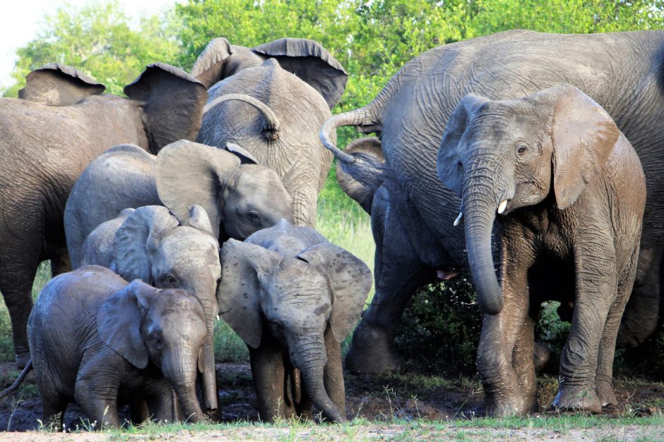 Herd of elephants at Thornybush