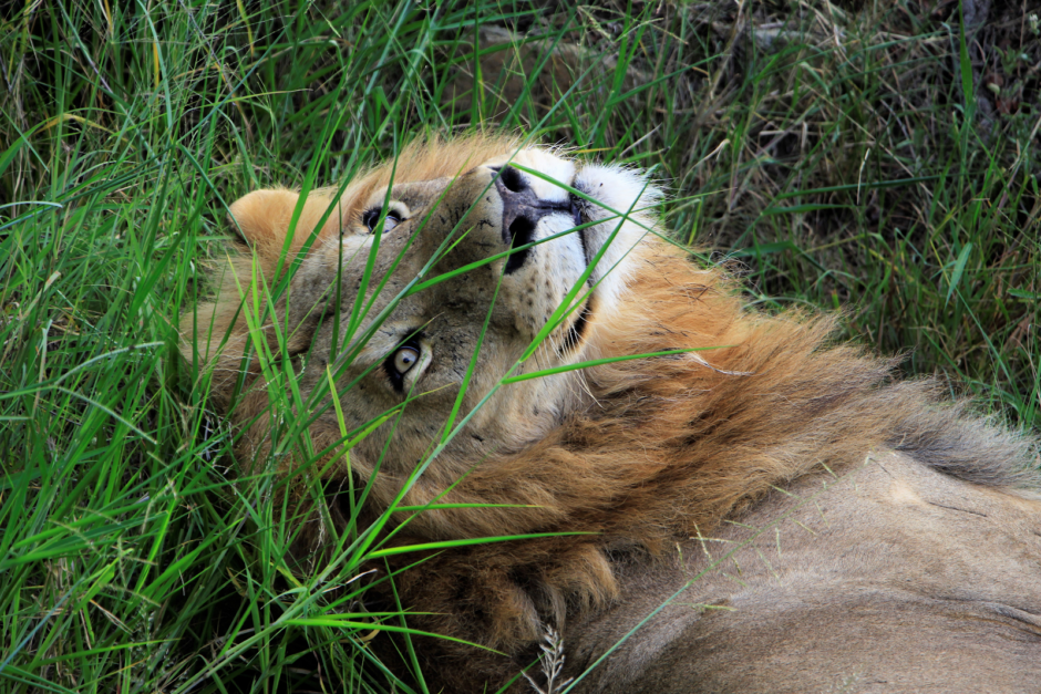 Lion relaxing in high grass