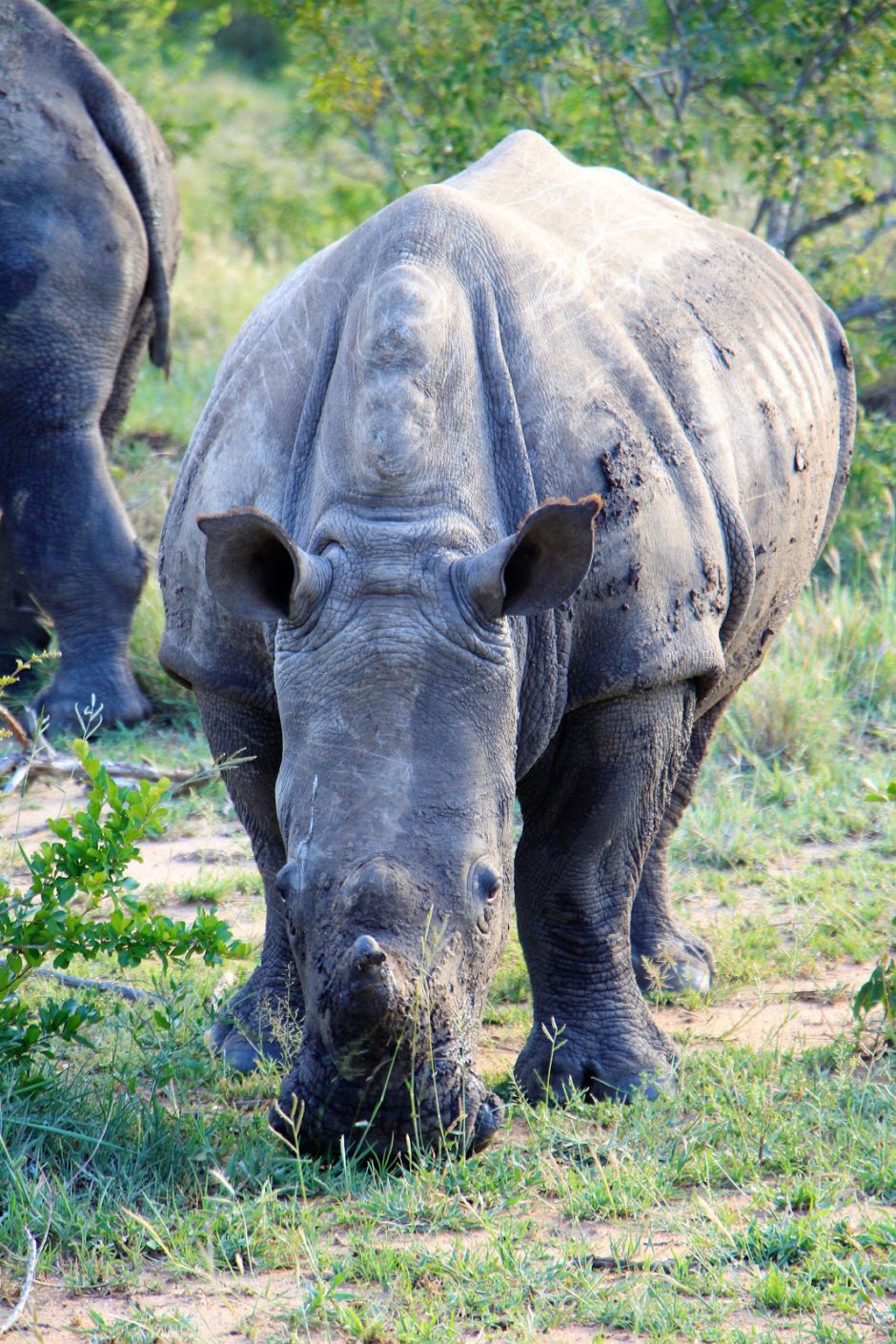 White rhino spotted in Thornybush Game Reserve