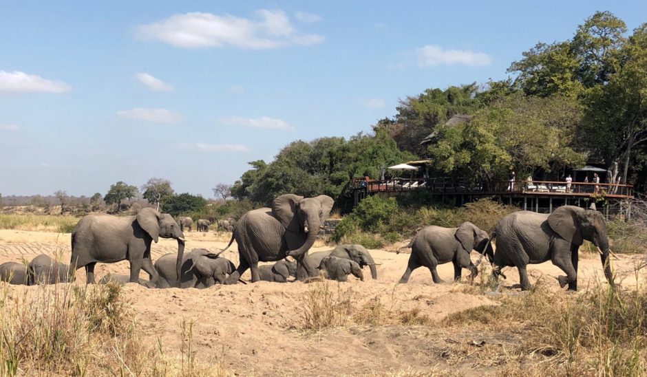 Elefanten schreiten durchs Flussbett vor der Jock Safari Lodge