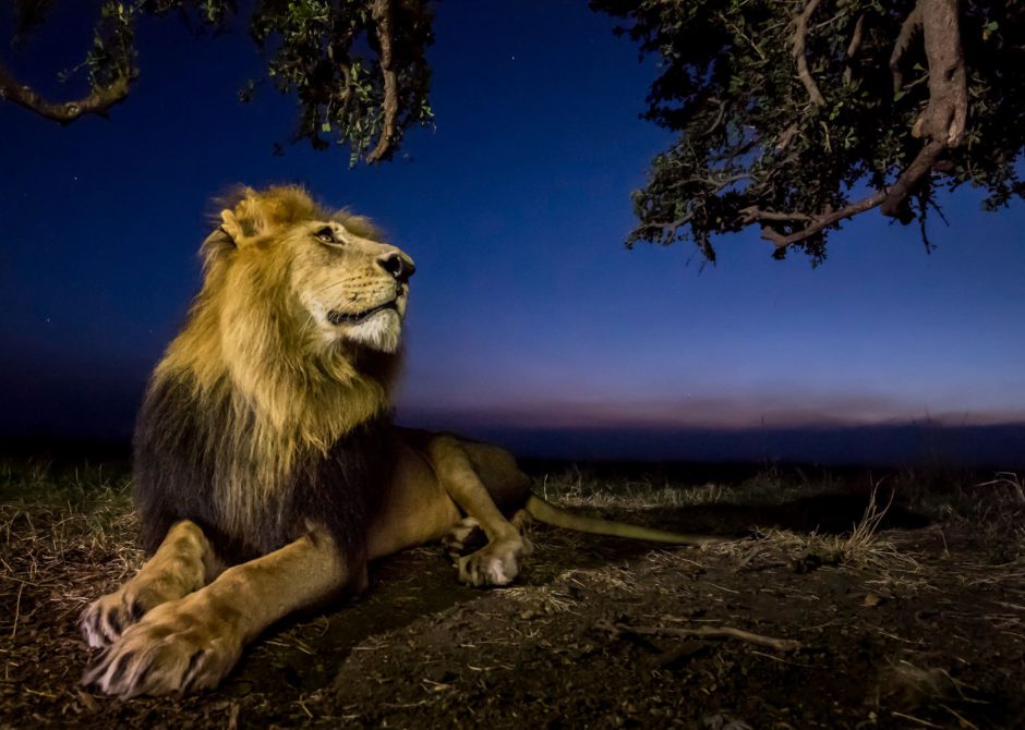 Africa's Photographer of the Year: León de noche