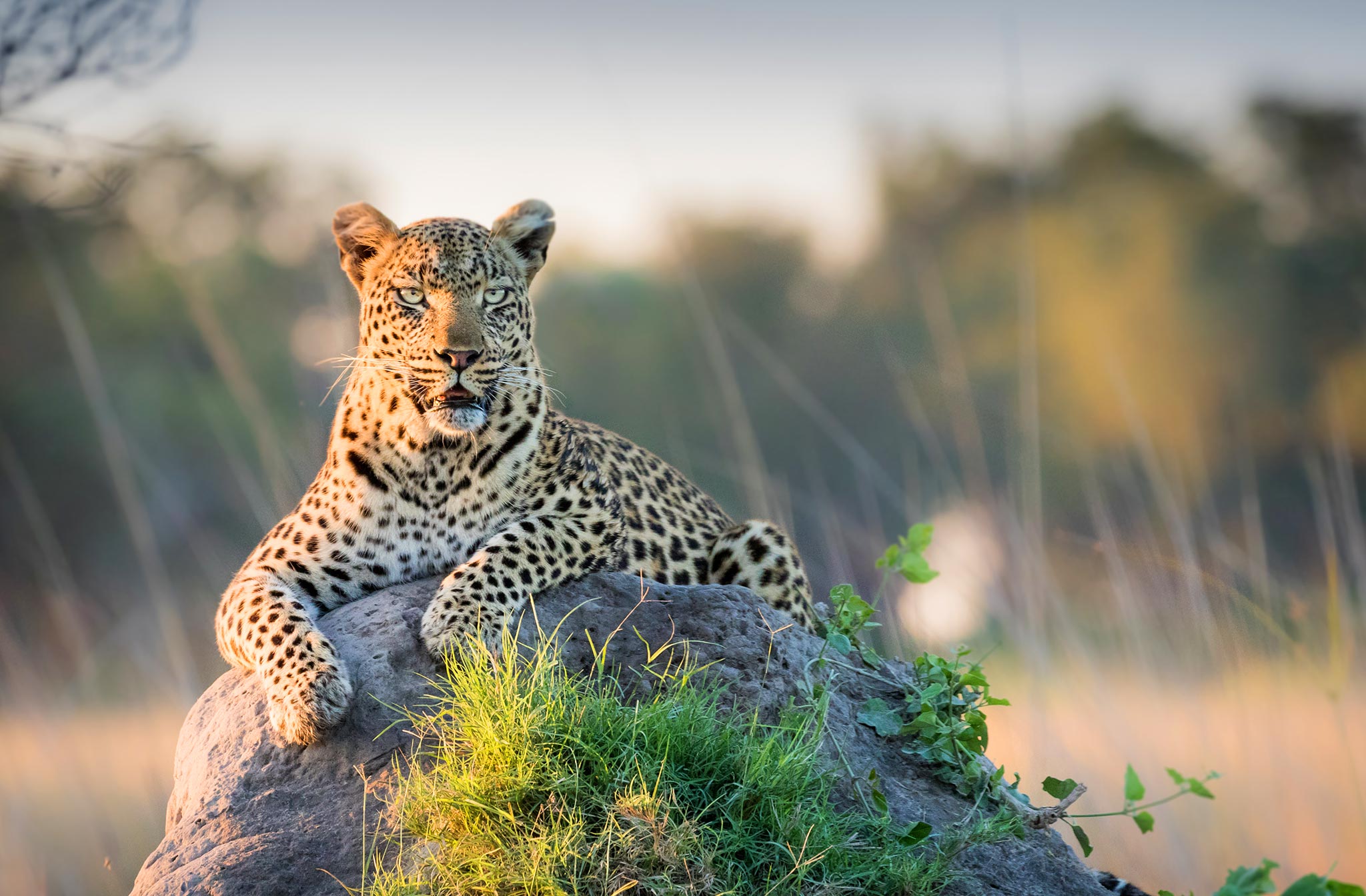 Leopard in the wild