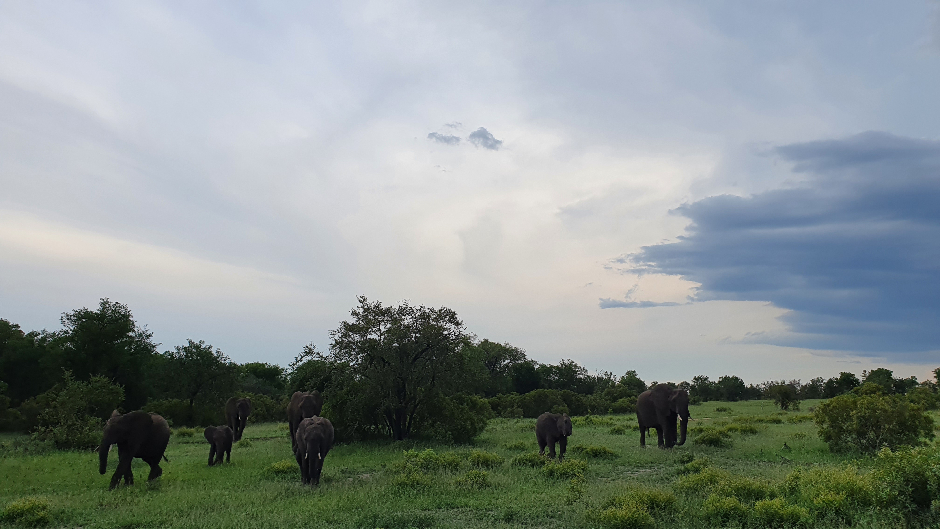 Herd of elephants in the bush at Londolozi Private Game Reserve