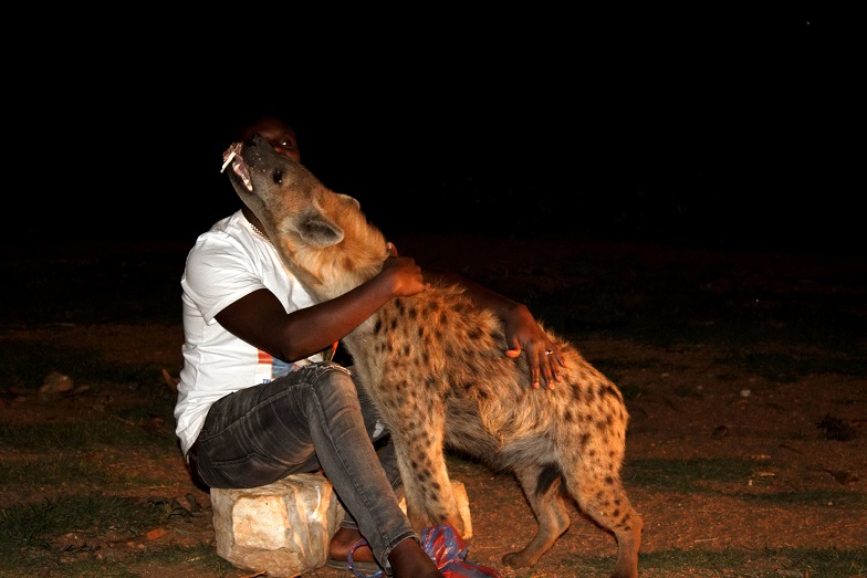 Hyena fed by man in Ethiopia