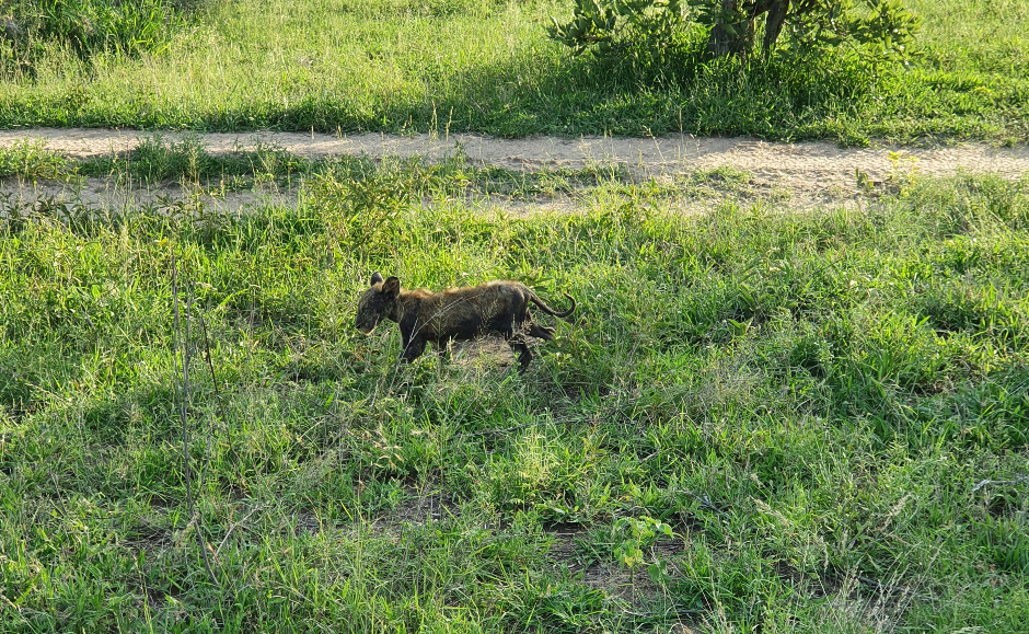 A lion cub with mange skin condition at Londolozi Private Game Reserve