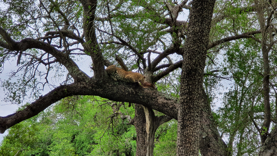 Male leopard in a tree eating the impala he killed at Londolozi Private Game Reserve