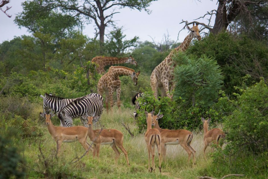 Beeindruckende Tiersichtungen auf Pirschfahrt mit der Senalala Safari Lodge im Klaserie Game Reserve