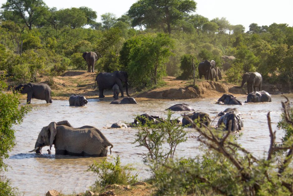 Große Elefantenherde an einem See im Thornybush Nature Reserve