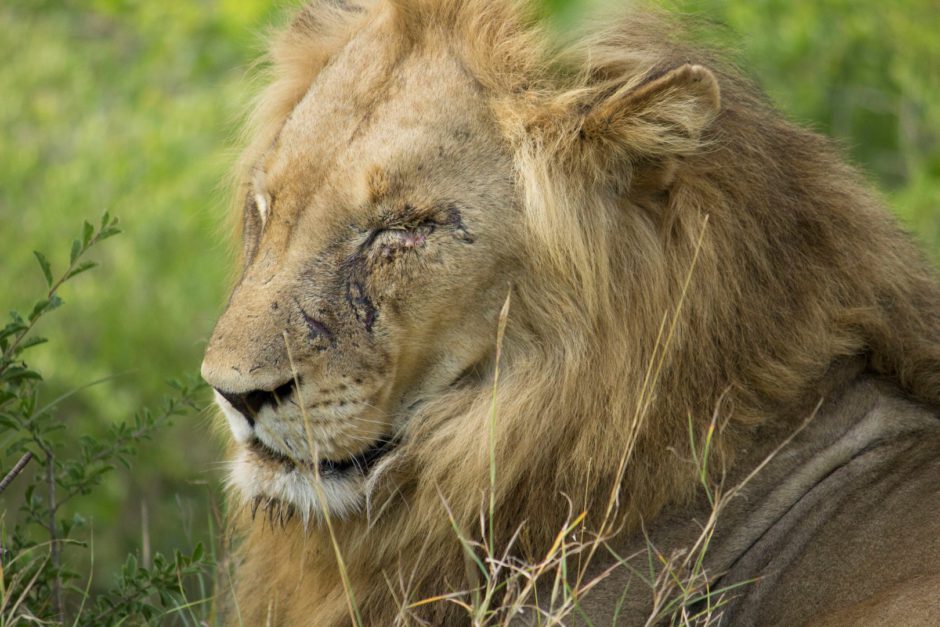 Ein männlicher Löwe mit Narbe im Gesicht nahe der Thornybush Game Lodge