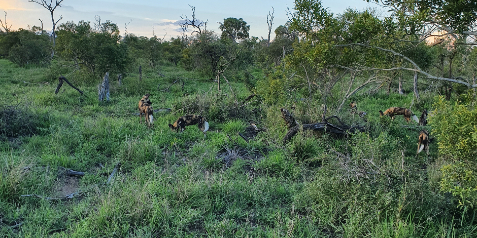 African wild dogs at Londolozi Private Game Reserve