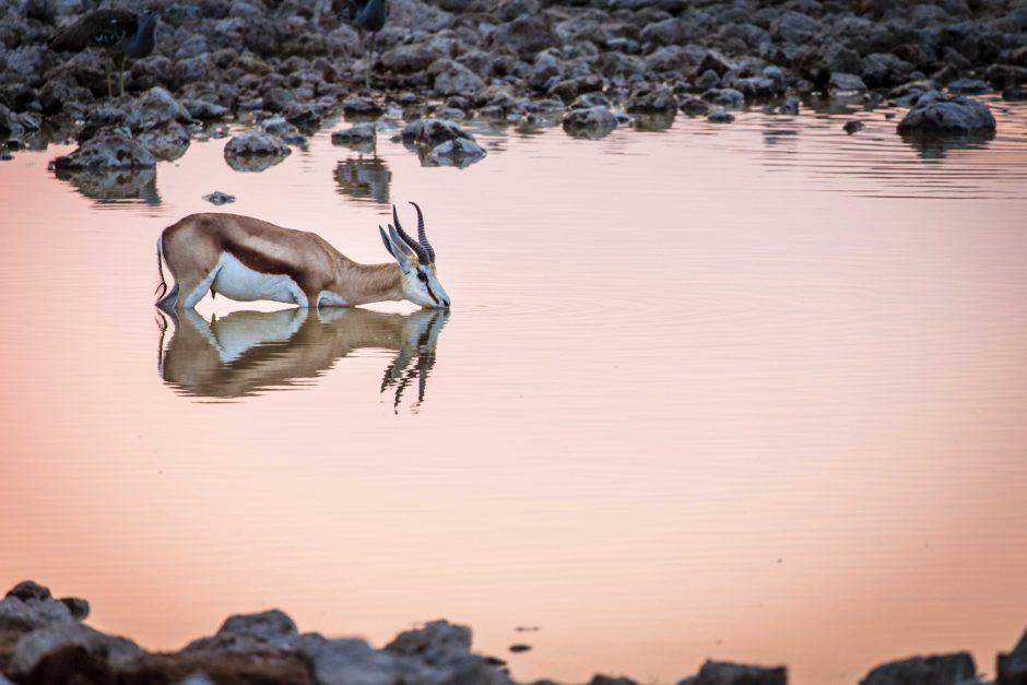 A simetria como no reflexo deste Springbok cria imagens convincentes.