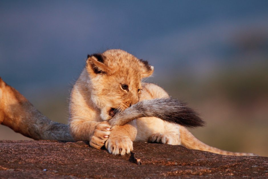 lion-cub-bites-tail