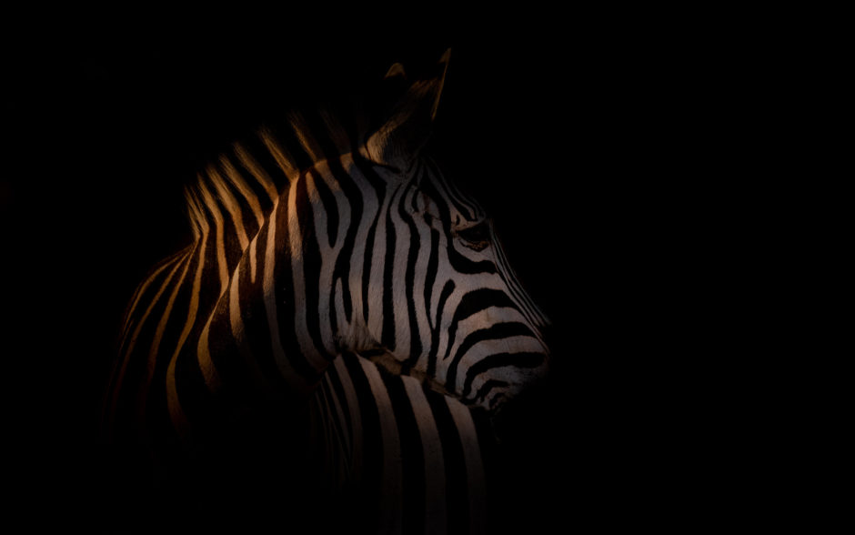 zebra-in-darkness